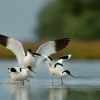 Tenkozobec opacny - Recurvirostra avosetta - Pied Avocet 6553u